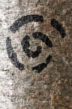 Plozza Cinquanta / 50 IGT - вино Плоцца Чинкуанта / 50 0.75 л красное сухое